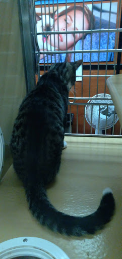 Pet Supply Store «PetSmart», reviews and photos, 238 Atlantic Ave, Brooklyn, NY 11201, USA