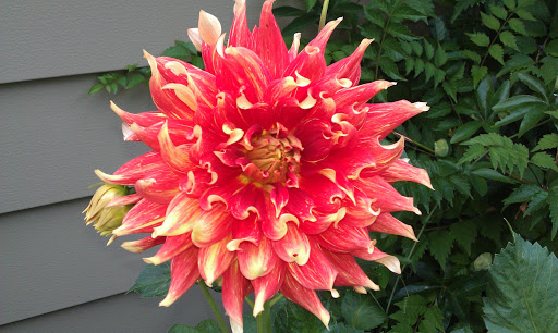 Park «Wallace City Park», reviews and photos, 1600 NW 25th Ave, Portland, OR 97210, USA