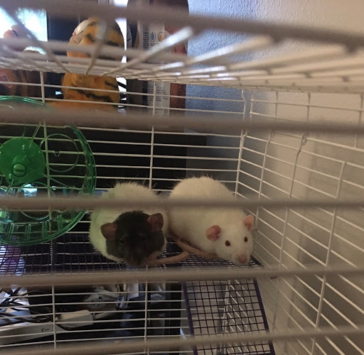 Pet Store «Zookeeper Exotics», reviews and photos, 9012 Research Blvd, Austin, TX 78758, USA