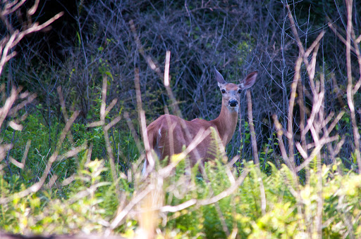 Nature Preserve «Ragged Mountain Memorial Preserve», reviews and photos, 240 Kensington Rd, Berlin, CT 06037, USA