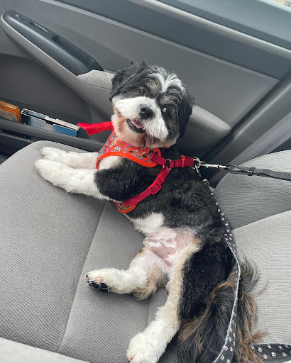 Pet Groomer «Woof Gang Bakery & Grooming Lake Nona - Retail, Grooming», reviews and photos, 10743 Narcoossee Rd, Orlando, FL 32832, USA