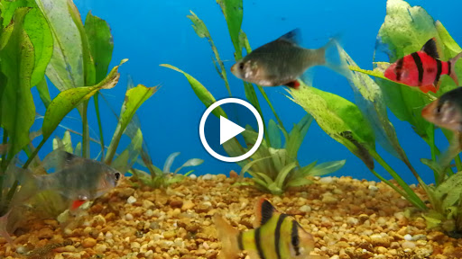 Pet Supply Store «Pet Supermarket», reviews and photos, 2585 N Atlantic Ave, Daytona Beach, FL 32118, USA