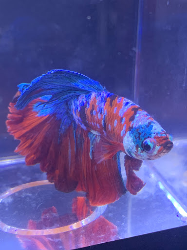 Pet Store «Fins And Feathers», reviews and photos, 222 Willow Ave, Honesdale, PA 18431, USA