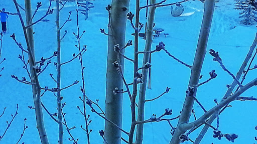 Resort «Solitude Mountain Resort», reviews and photos, 12000 Big Cottonwood Canyon Rd, Solitude, UT 84121, USA