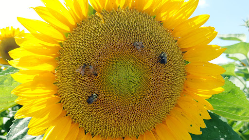 Farm «Kellers Farmstand», reviews and photos, 2500 Johnson Rd, Oswego, IL 60543, USA