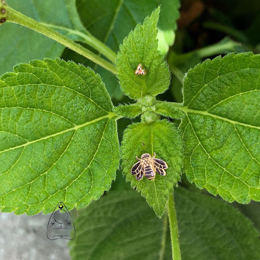 Explore white trash tattoo ideas, creative tattoo ideas in Lafayette, available at Evil Genius Tattoo Club