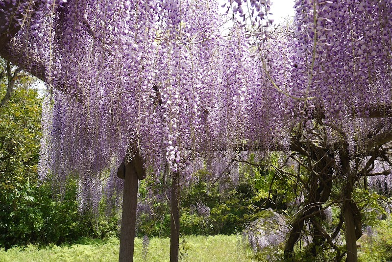 桜山の藤棚