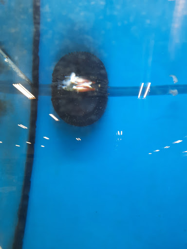 Pet Supply Store «Petco Animal Supplies», reviews and photos, 3731 Gateway Dr, Eau Claire, WI 54701, USA