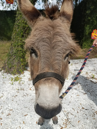 Golf Course «Tampa Palms Golf & Country Club», reviews and photos, 5811 Tampa Palms Blvd, Tampa, FL 33647, USA