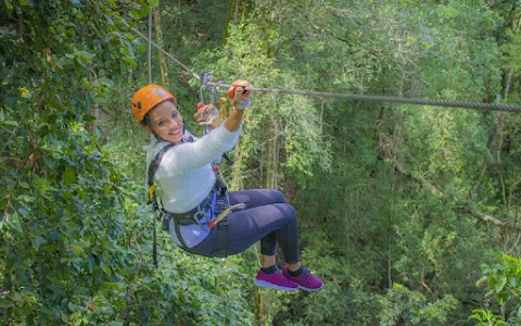 Tsitsikamma Canopy Tours image