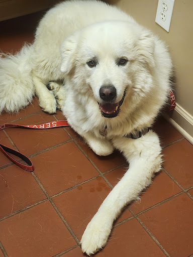 Animal Hospital of Ashe