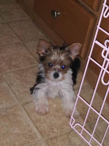 Pet Store «Dream Puppys», reviews and photos, 1461 Westgate Pkwy, Dothan, AL 36303, USA