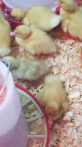 Home Improvement Store «Tractor Supply Co.», reviews and photos, 1001 Woodfin Ln, Clanton, AL 35045, USA