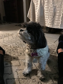 Victoria's Pet sitting - Photo 5 - Car repair in , Fontana