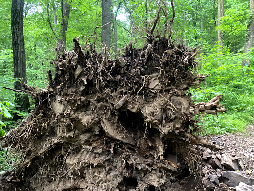 Nature Preserve «Boyd Big Tree Preserve Conservation Area», reviews and photos, Fishing Creek Valley Rd, Harrisburg, PA 17112, USA