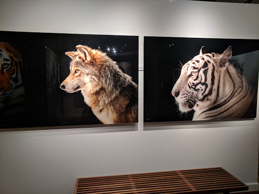 Art Gallery «National Geographic I Fine Art Galleries», reviews and photos, 218 Forest Ave, Laguna Beach, CA 92651, USA