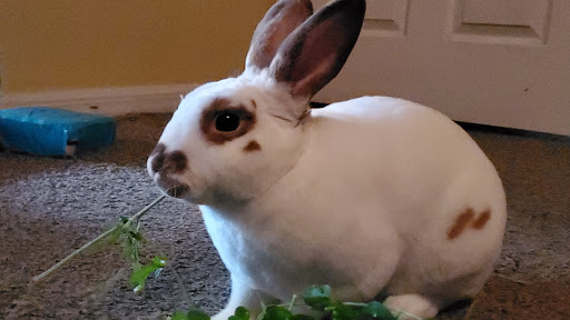 Pet Supply Store «Petco Animal Supplies», reviews and photos, 1808 Tamiami Trail a, Port Charlotte, FL 33948, USA