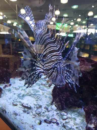 Pet Store «Petland Hoffman», reviews and photos, 11 Golf Center, Hoffman Estates, IL 60169, USA