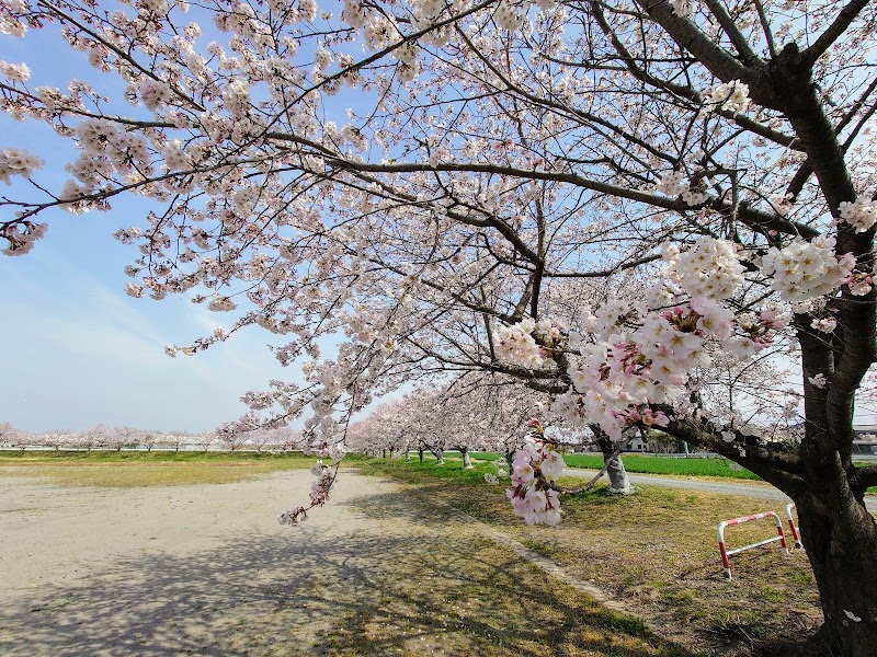 下奈良 桜の園