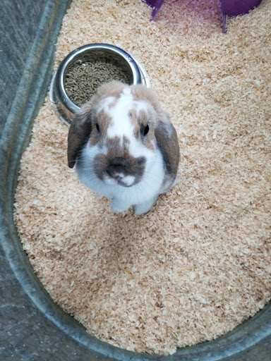 Pet Groomer «Pet World», reviews and photos, 4033 W Mercury Blvd, Hampton, VA 23666, USA