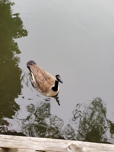 Zoo «Topeka Zoo», reviews and photos, 636 SW Zoo Pkwy, Topeka, KS 66606, USA