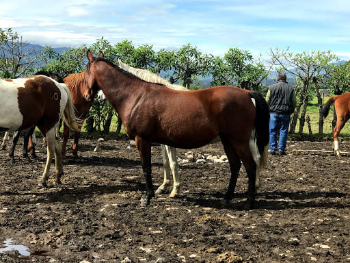 Hacienda La Alegria