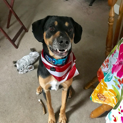 Pet Supply Store «PetSmart», reviews and photos, 2101 Elmwood Ave, Buffalo, NY 14207, USA