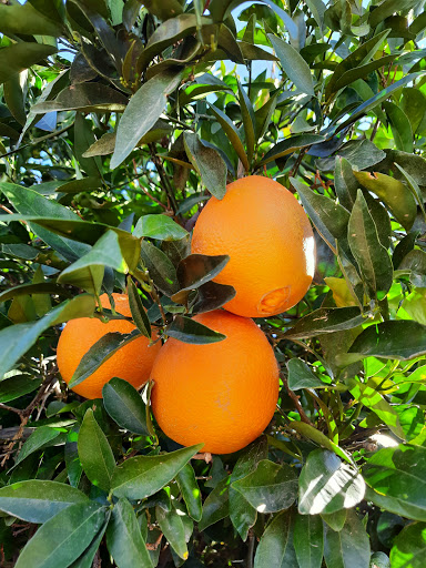 Produce Market «Orange Patch», reviews and photos, 2717 E Lehi Rd, Mesa, AZ 85213, USA