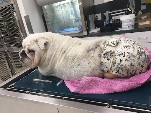 PETS Referral Center image
