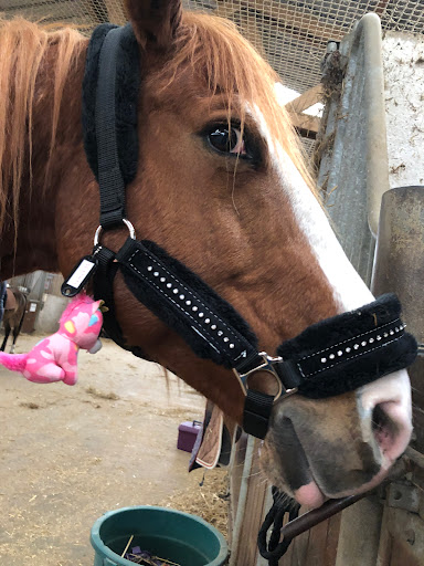 PONEY CLUB ET CENTRE EQUESTRE DES ALLUETS à Les Alluets-le-Roi, Yvelines