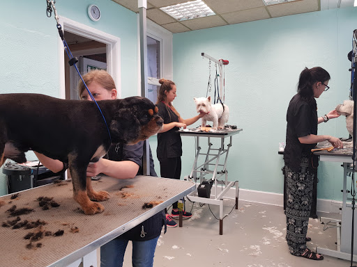 Cherished Pets, Bournemouth | Salon Dog Grooming!