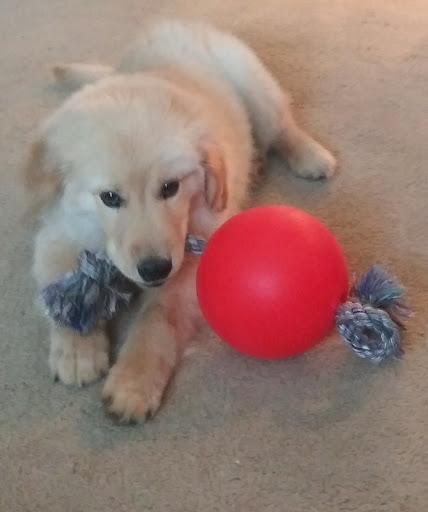 Pet Supply Store «PetSmart», reviews and photos, 2180 MacArthur Rd, Whitehall, PA 18052, USA