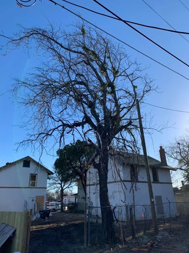 Javier's Tree Service - Professional Residential & Commercial Tree Trimming Service in Waco TX