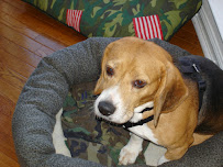 Metropolitan K-9 - Photo 8 - Car repair in Glen Burnie, MD, Baltimore