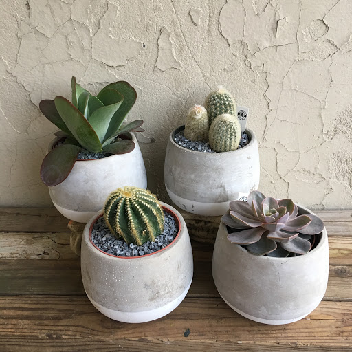 Wholesale Florist «Urban Jungle», reviews and photos, 2603 Sherman Ave NW, Washington, DC 20001, USA