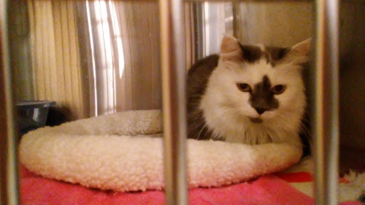 Pet Supply Store «PetSmart», reviews and photos, 3540 Youngfield St, Wheat Ridge, CO 80033, USA