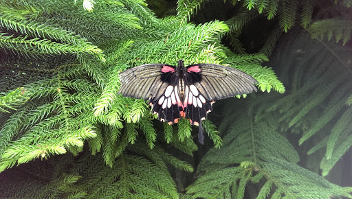 Garden «The Butterfly Place», reviews and photos, 120 Tyngsboro Rd, Westford, MA 01886, USA