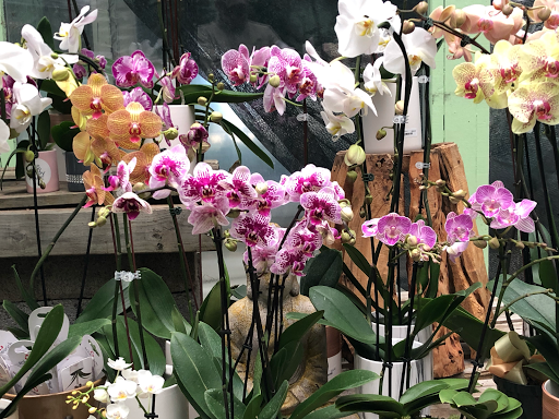 Plant Nursery «Potomac Petals and Plants», reviews and photos, 9545 River Rd, Rockville, MD 20854, USA