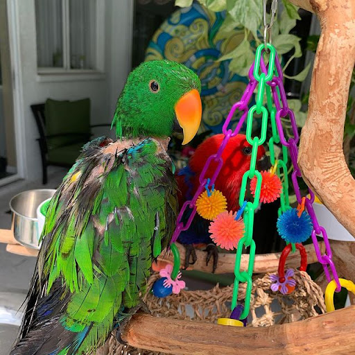 Pet Store «Pet Source 1901», reviews and photos, 1901 W 8th St B, Los Angeles, CA 90057, USA