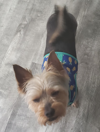 Pet Supply Store «PetSmart», reviews and photos, 9921 Pulaski Hwy, Baltimore, MD 21220, USA