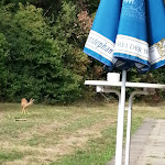 Photo n°2 de l'avis de Margot.a fait le 17/09/2022 à 13:42 sur le  Schützenhaus Tamm (Restaurant & Biergarten) à Tamm