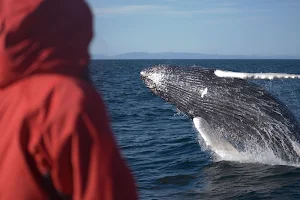 Elding Whale Watching image