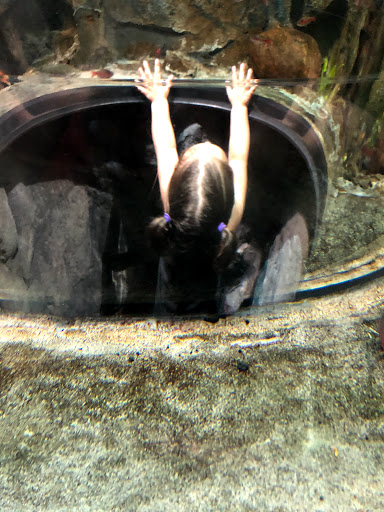 Aquarium «SEA LIFE Grapevine Aquarium», reviews and photos, 3000 Grapevine Mills Pkwy, Grapevine, TX 76051, USA