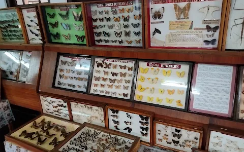 Wankhar Entomology Museum image
