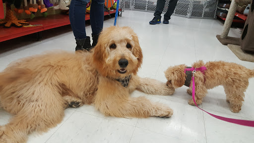 Pet Supply Store «Petco Animal Supplies», reviews and photos, 9645 Skokie Blvd, Skokie, IL 60077, USA