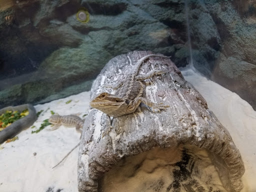 Pet Supply Store «Petco Animal Supplies», reviews and photos, 178 Township Blvd, Camillus, NY 13031, USA