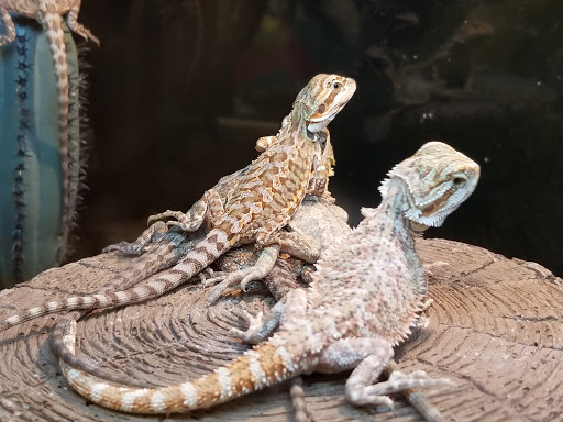 Pet Supply Store «PetSmart», reviews and photos, 2201 Gallatin Pike N, Madison, TN 37115, USA