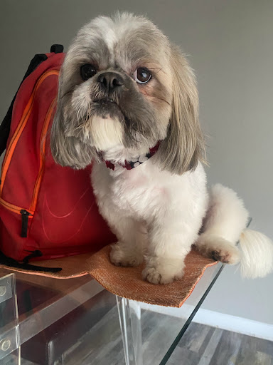 Pet Store «Oak Clips Pet Boutique & Grooming», reviews and photos, 502 N Edgefield Ave, Dallas, TX 75208, USA