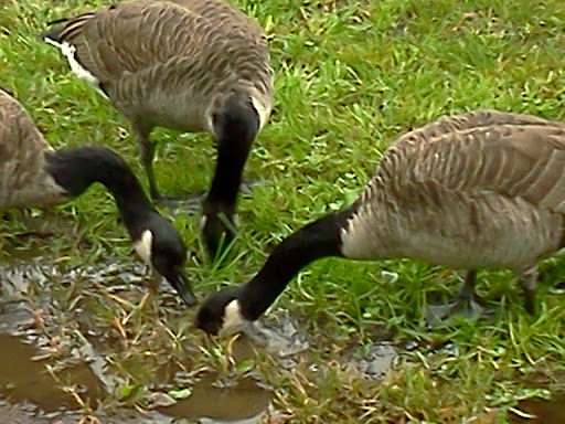 Park «Constitution Park», reviews and photos, Fletcher Ave & Lewis St, Fort Lee, NJ 07024, USA