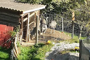 Ab Hof Verkauf Bio-Schaf-Bauernhof Kölbel image